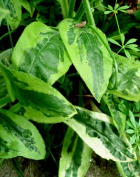 Variegated Catchfly