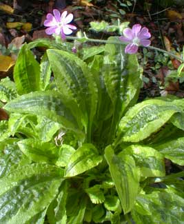 Variegated Catchfly