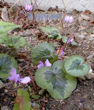 Cyclamen