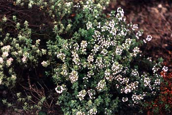 Silver Thyme