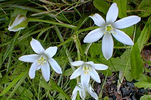 Stars of Bethlehem