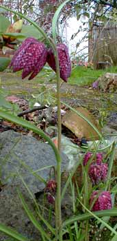 Checkered Lily