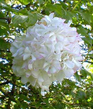 Snowball Viburnum