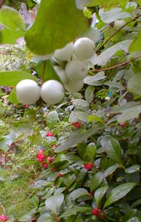 Snowberry fruit