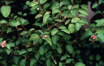 Snowberry leaves