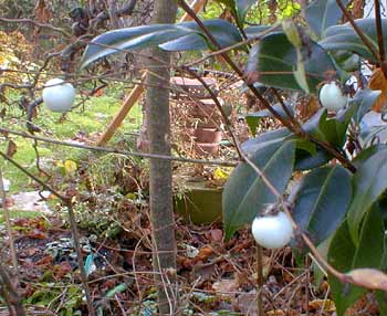 Snowberry