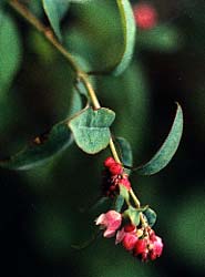 White berries Symphoricarpos albus laevigatus Common snowberry - Photo  #5235 - motosha