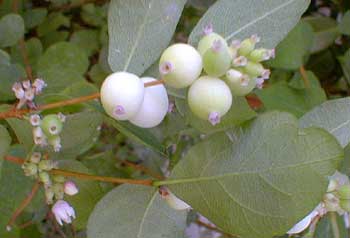 Snowberry