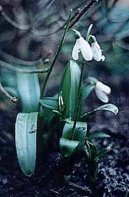 Snowdrops