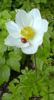 Snowdrop Anemone