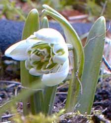 Double Snowdrops