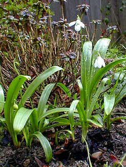 Snowdrops