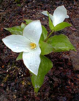 Snowy Trillium