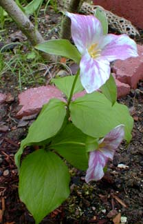 Snowy Trillium