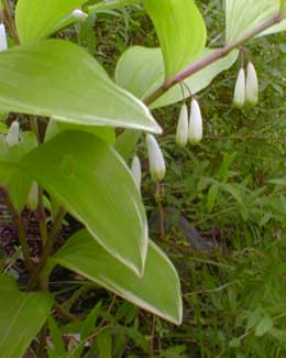 Solomon's Seal