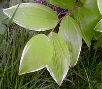 Solomon's Seal