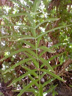 Whorled Solomon Seal