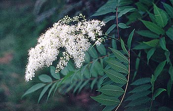 Ash Leaf Spiraea