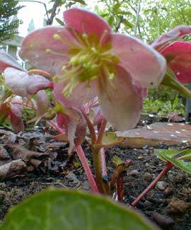 Species Hellebore