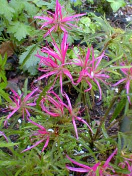 Spider Azalea