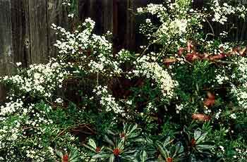 Elf's Home Spirea