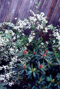 Elf's Home Spirea