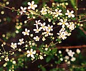 spirea flowers
