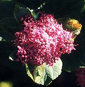 Rosy Spirea