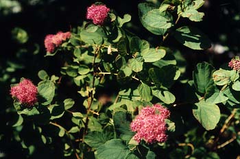 Rosy Spirea