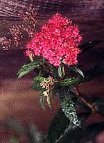 Japanese Spirea