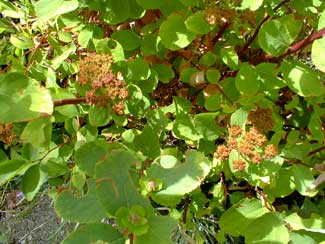 Rosy Spirea