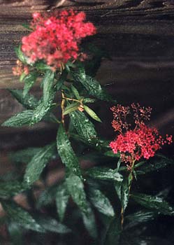 Japanese Spirea