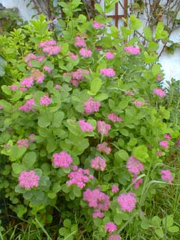 Rosy Spirea