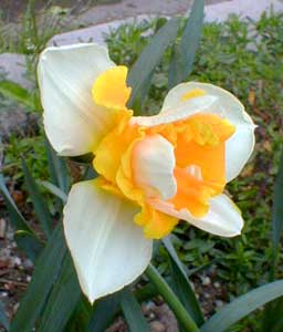 Daffodil