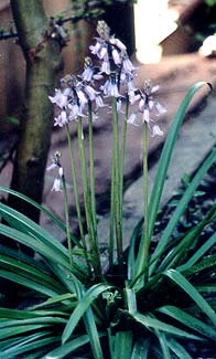 Spanish Bluebells