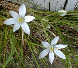 Star of Bethlehem