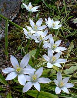 Star of Bethlehem