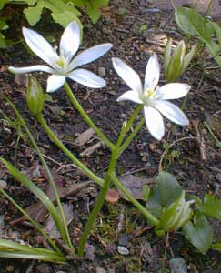 Stars of Bethlehem