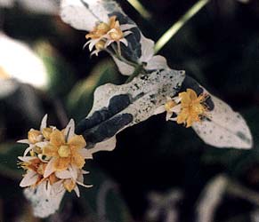 St John's Wort