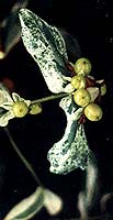 Glacier berries