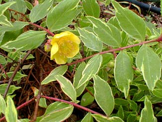 Hypericum