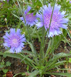 Stoke's Aster