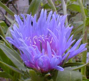 Stoke's Aster