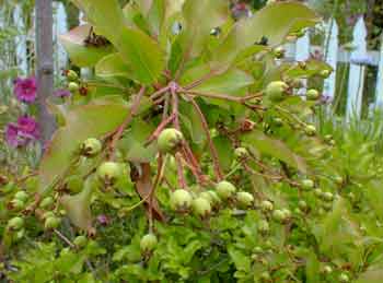 Stranvesia green fruit