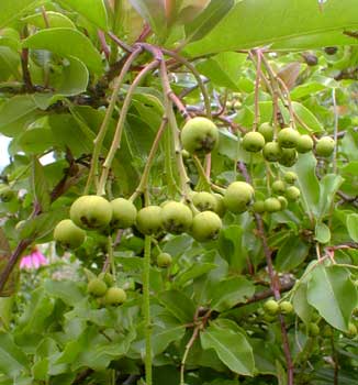 Stranvesia green fruit
