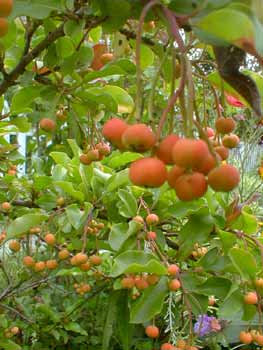 Stranvesia ripening fruit
