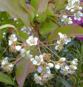 Stranvaesia in Spring