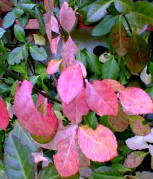 Strawberry Shrub