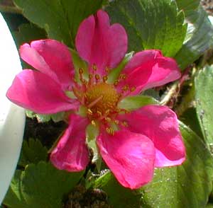 Ornamental strawberry