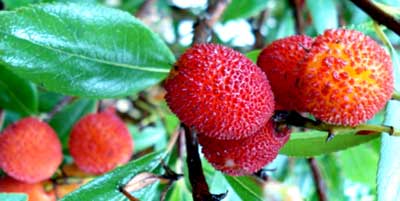 Strawberry Tree